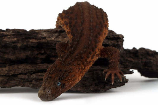 Lanthanotus borneensis