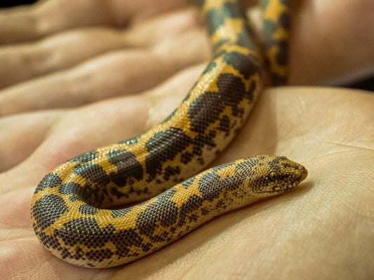 Eryx colubrinus