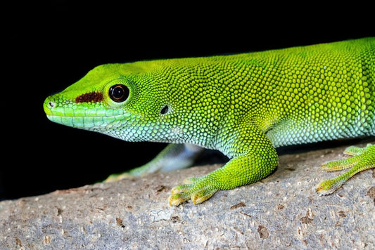 Phelsuma grandis
