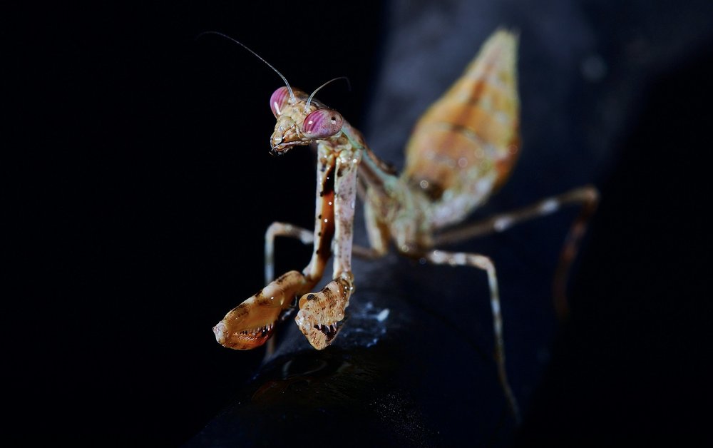 Mantodae