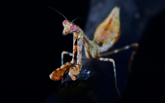 Mantodae
