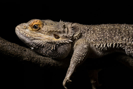 Pogona vitticeps