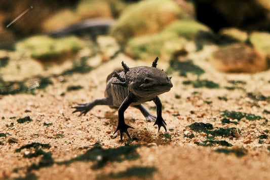 Ambystoma mexicanum
