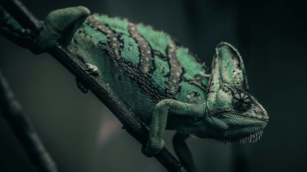 Chamaeleo calyptratus