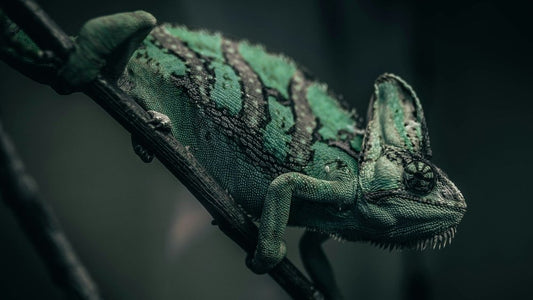 Chamaeleo calyptratus
