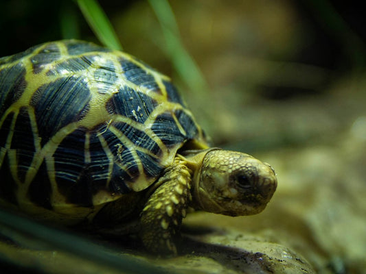Stigmochelys pardalis