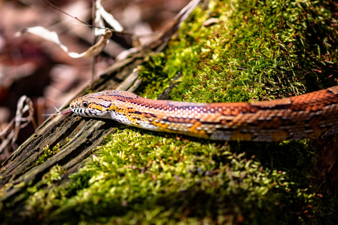 Pantherophis guttatus