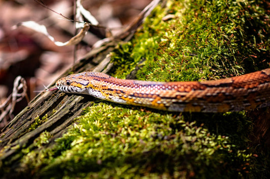 Pantherophis guttatus