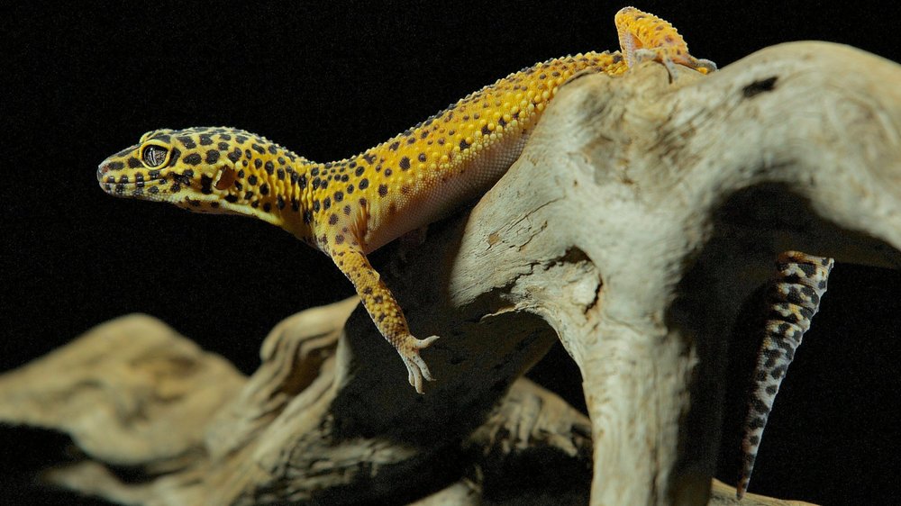 Eublepharis macularius
