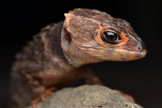 Tribolonotus gracilis