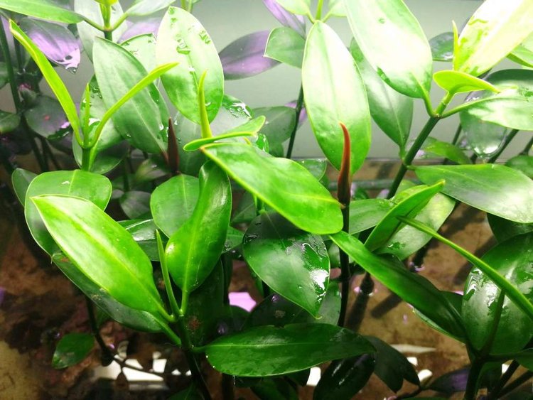 Plants
