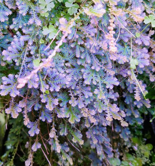 selaginella unicata