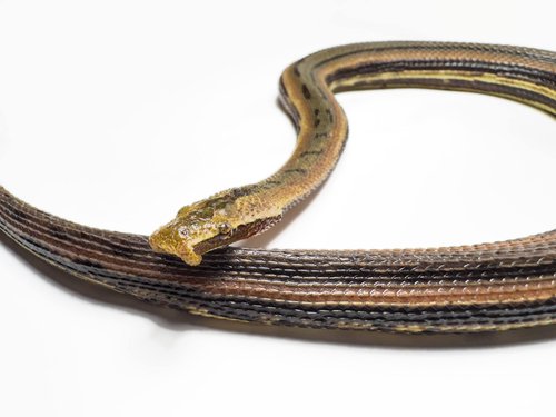 Credit: Myke clarkson