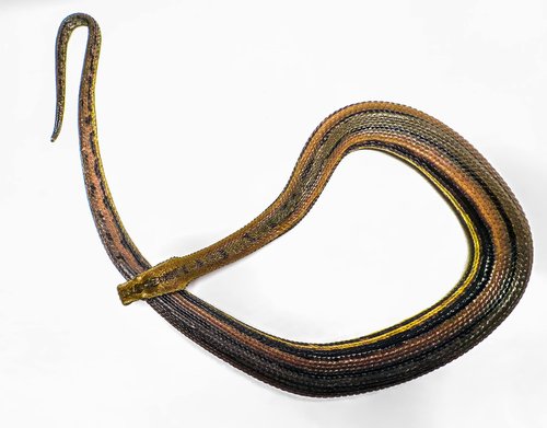 Credit: Myke clarkson