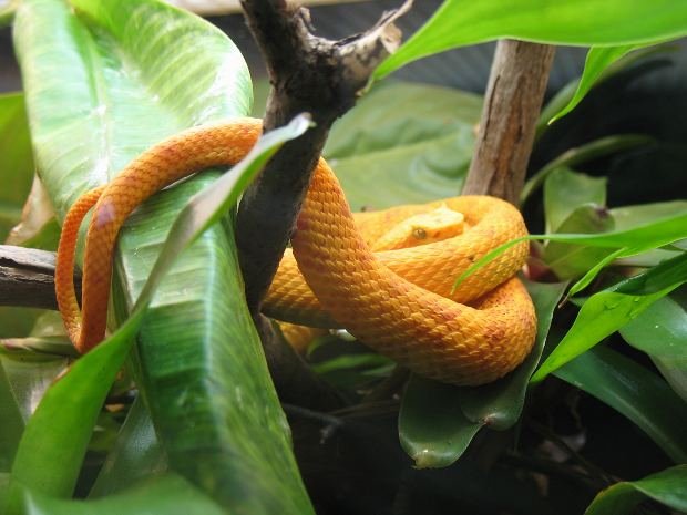 bothriechis schlegelii