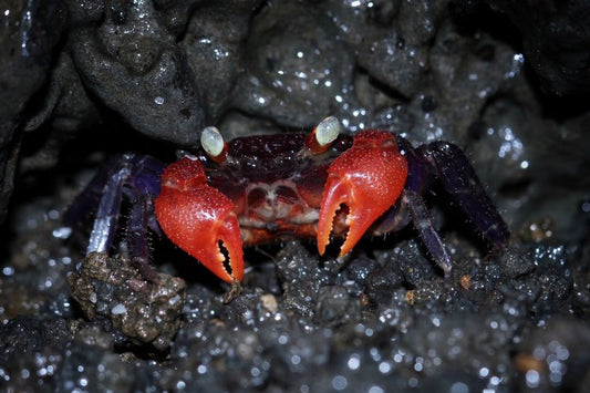 Credit: kuritafsheen77