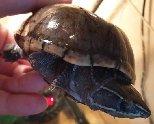 Sternotherus odoratus