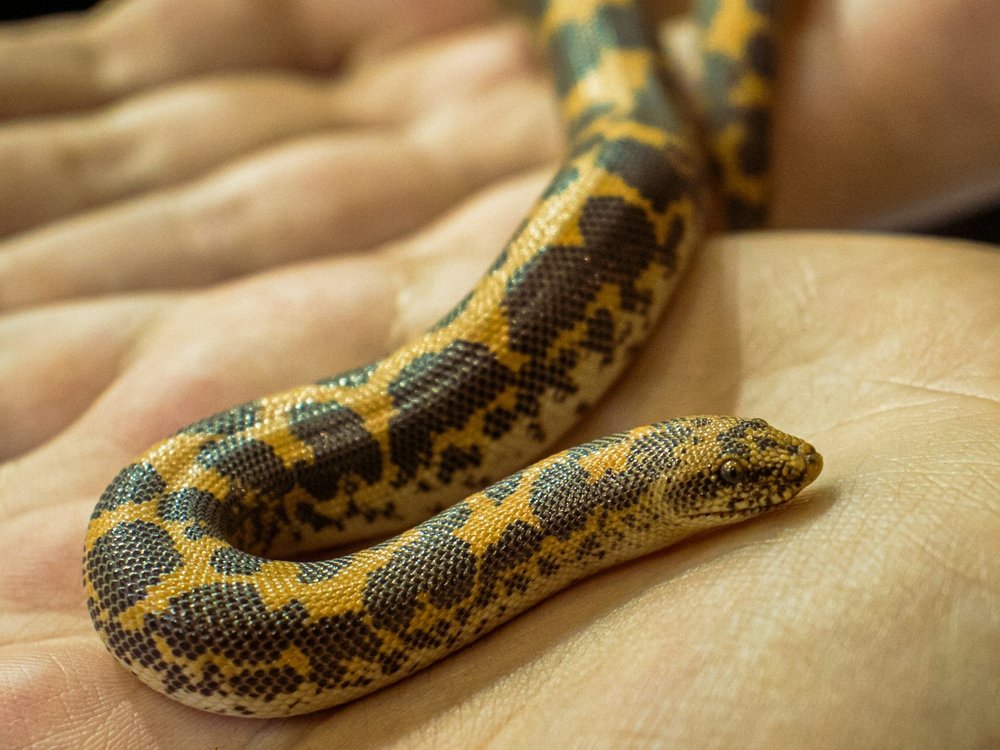 Eryx colubrinus