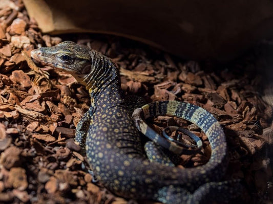 Varanus Salvator