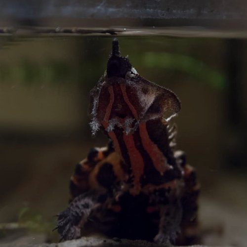 Chelus fimbriata