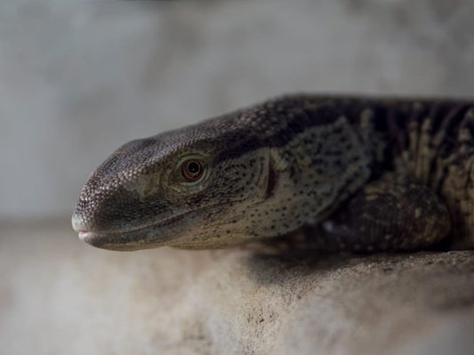 Varanus Albigularis