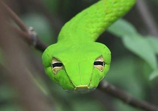 Credit: Anthony Quek