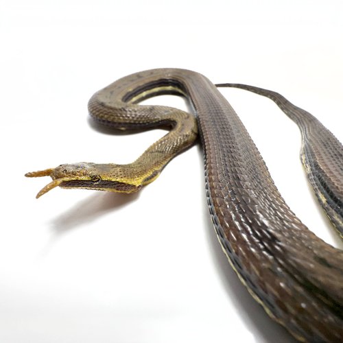 Credit: Myke clarkson