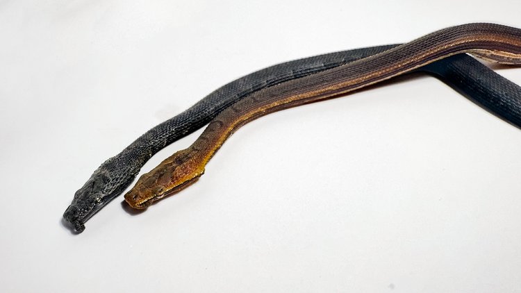 Credit: Myke clarkson