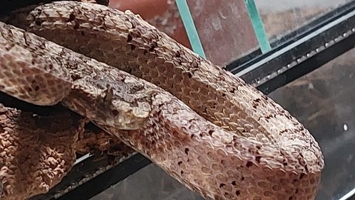 protobothrops cornutus